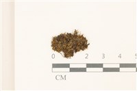 細花葉蘚藏品圖，第1張