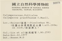 細花葉蘚藏品圖，第2張