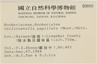 強肋蘚藏品圖，第2張