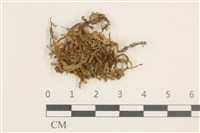 強肋蘚藏品圖，第1張