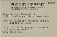 強肋蘚藏品圖，第2張