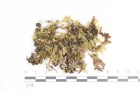 登錄號:B00009003藏品圖，第1張