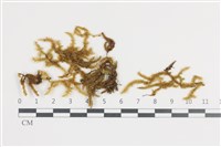 登錄號:B00009004藏品圖，第1張