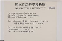 毛扭蘚藏品圖，第2張