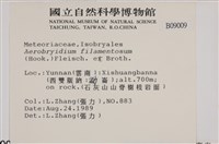 毛扭蘚藏品圖，第2張