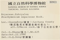 那霸短月蘚藏品圖，第2張