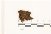 那霸短月蘚藏品圖，第1張