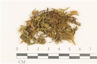 登錄號:B00009024藏品圖，第1張