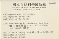 齒邊花葉蘚藏品圖，第2張