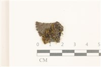 齒邊花葉蘚藏品圖，第1張