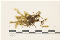 登錄號:B00009070藏品圖，第1張