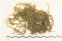 登錄號:B00009078藏品圖，第1張