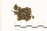 海島花葉蘚藏品圖，第1張