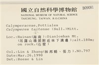 海島花葉蘚藏品圖，第2張