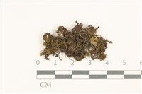海島花葉蘚藏品圖，第1張