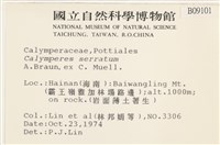 齒邊花葉蘚藏品圖，第2張