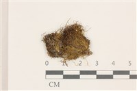 齒邊花葉蘚藏品圖，第1張