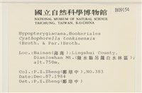 粗齒雉尾蘚藏品圖，第2張