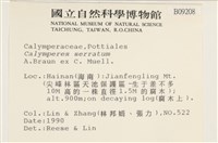 齒邊花葉蘚藏品圖，第2張