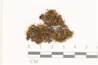 齒邊花葉蘚藏品圖，第1張