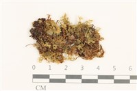登錄號:B00009221藏品圖，第1張