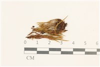 登錄號:B00009238藏品圖，第1張