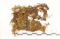 登錄號:B00009241藏品圖，第1張