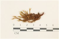 登錄號:B00009242藏品圖，第1張