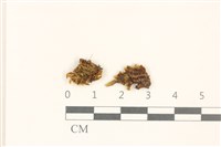 花錦蘚藏品圖，第1張