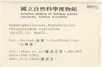 花錦蘚藏品圖，第2張