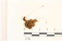 花錦蘚藏品圖，第1張