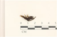 登錄號:B00009279藏品圖，第1張