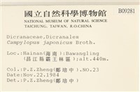 日本曲柄蘚藏品圖，第2張