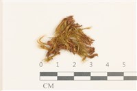 日本曲柄蘚藏品圖，第1張