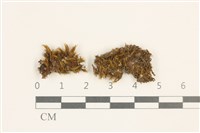 登錄號:B00009282藏品圖，第1張