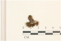 登錄號:B00009286藏品圖，第1張