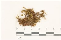 日本曲柄蘚藏品圖，第1張