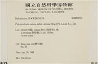 刀葉樹平蘚藏品圖，第2張