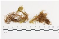 登錄號:B00009352藏品圖，第1張