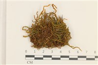 登錄號:B00009353藏品圖，第1張