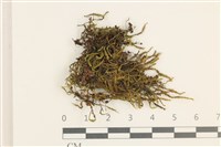 登錄號:B00009367藏品圖，第1張