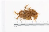 登錄號:B00009370藏品圖，第1張