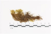 登錄號:B00009372藏品圖，第1張