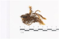 山羽蘚藏品圖，第1張