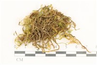 登錄號:B00009383藏品圖，第1張