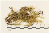 登錄號:B00009394藏品圖，第1張