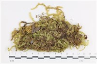 登錄號:B00009417藏品圖，第1張