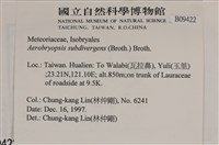 大灰氣蘚藏品圖，第2張