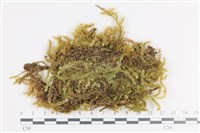 大灰氣蘚藏品圖，第1張