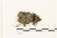 蛇苔藏品圖，第1張